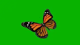 Solo Butterfly Flying Loop Green Screen HD