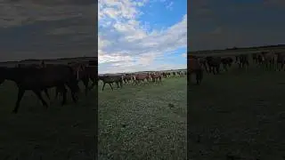 Тот случай когда табун сытый #horse #лошади a well-fed herd of horses