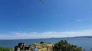 Firth of Forth boat to Incholm Island, June 2022