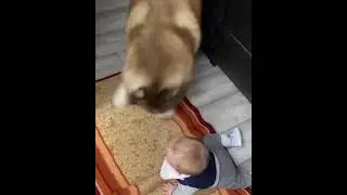 Собака и ребенок 🤗