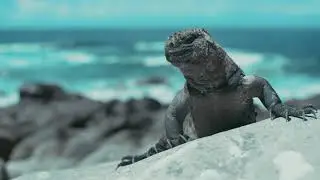 Galapagos Islands - Sneak peek