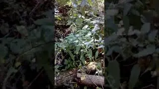 В лесу.На любимой даче.