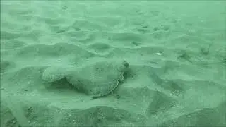 Spotted Turbot