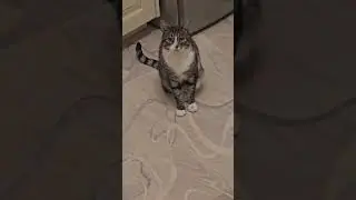 Так танцуют котики 