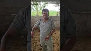 महाराष्ट्रामध्ये आता सहिवाल देशी गाई उपलब्ध Sahiwal Cows in Maharashtra  #देशी_गाय #साहिवाल #sahiwal