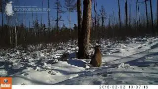 ID46/заповедник Бастак/Кошачьи/Рысь на снегу