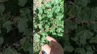 паллек на связи