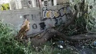 İĞDE BARIN AĞACI YIKILDI