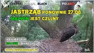 First visit of hawk (27.08). Malwin is watchful. Black Storks from Poland 2017.