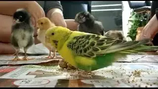 parakeet hanging out with baby chickens