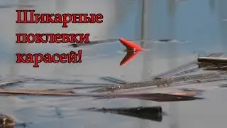 ЛОВЛЯ КАРАСЯ НА  (ПОПЛАВОЧНУЮ УДОЧКУ) И МОРМЫШКУ