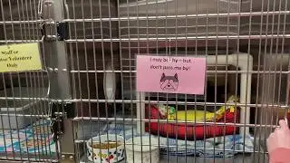 Princess the Cat is Looking for a New Castle
