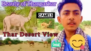 The most beautiful camel in Thar Desert View at forest Camels Vlog #2ndvlog #camel #thardesert #thar