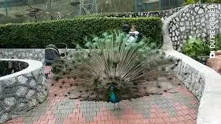 Peacock opening feather : Kuala Lumpur bird park