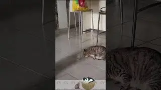 How to train your cats - #Masyupean