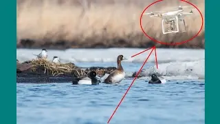 Охота с квадрокоптера. Охота c воздуха на уток. Hunting  quadcopter. Hunting from air for a duck.