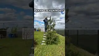 Самая большая сосна у меня на участке #туя #стрижкасосны #сосна #бонсайизсосны #дача #дом #деревня
