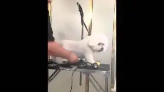 The bichon head pet trim