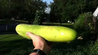 Huge Cucumbers from Front Yard Veggie Garden