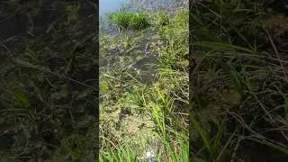 Окунь на рогатку slingshot 베스 잡았다 bass #베스 #낚시 #한국 #bass #fishing #korea