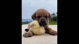 балапан мен күшік 
