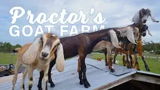 Milk Goats and Sample Goat Milk Soaps and Lotions at Proctor's Goat Farm in Winter Haven, Florida