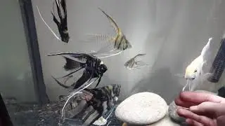Angelfish Parents and Babies