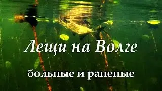 Лещи на Волге - больные и раненые