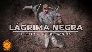 🔥La Leyenda de 𝗟𝗔𝗚𝗥𝗜𝗠𝗔 𝗡𝗘𝗚𝗥𝗔 - Berrea en la Sierra de la Culebra