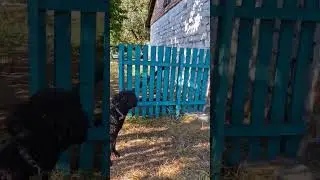 Полтавщина, собака на даче, 24.07.24