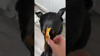 Pizza time #shorts #puppy