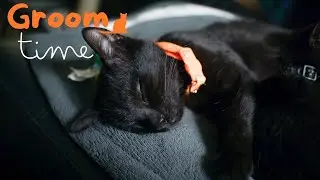 Cat Grooming Itself For a Minute