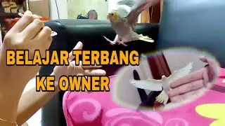 Melatih Burung Parkit Australia / Cockatiel Fly To Me