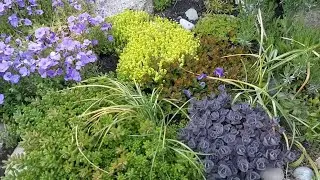 СЕДУМЫ и КАМЕННЫЕ РОЗЫ 🌹 в моём саду # Sedum und Steinrosen in meinem Garten...