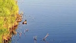 Парочка