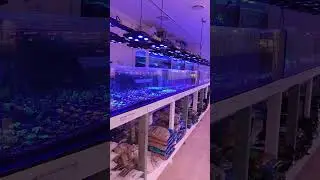 Think Your LFS Has Reef Lighting Game Down? X4 Makes You Think Again