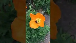 Literally busy as a bee