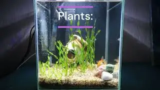 Aquarium 18  liters with gold fish