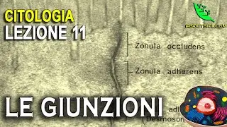 LE GIUNZIONI: Adesione e comunicazione cellulare. -Citologia Lezione 11