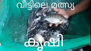 വീട്ടിലെ മത്സ്യ കൃഷി  | Fish Farming in house using  Aquaponics | Simple fish pond | Tilapia |