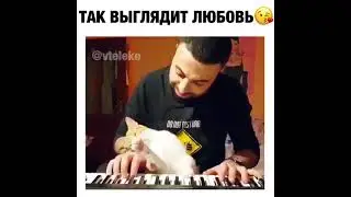 Кошачья любовь