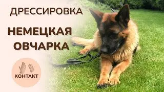 ДРЕССИРОВКА НЕМЕЦКАЯ ОВЧАРКА. Дмитрий Меркулов