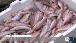 Indagine sulla pesca2