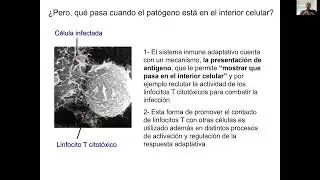 Clase 6: Presentación de Antígeno 2024