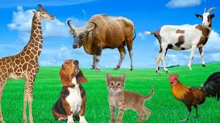 Happy Animal Sounds - Dogs, Cats, Giraffes, Goats, Chickens