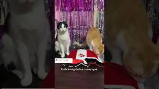 Unbolsing Parte 1 🛍️ #viral #gatos #michi #shortvideos #cat #michis #shorts #parati #cats #pets
