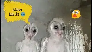 Alien birds caught in Vizag
