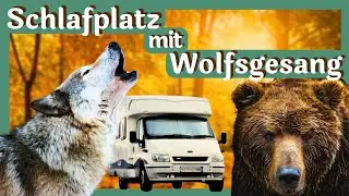 🐻 Unser Nachbar war ein Bär -  Camping für den Tierschutz 🚐