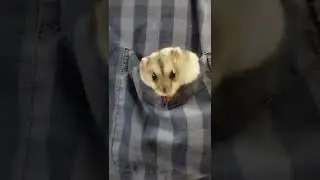 Секретные хомячьи материалы. X-Hamster Files.