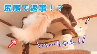 尻尾で返事をする横着過ぎる猫…！【猫動画 癒し かわいい】